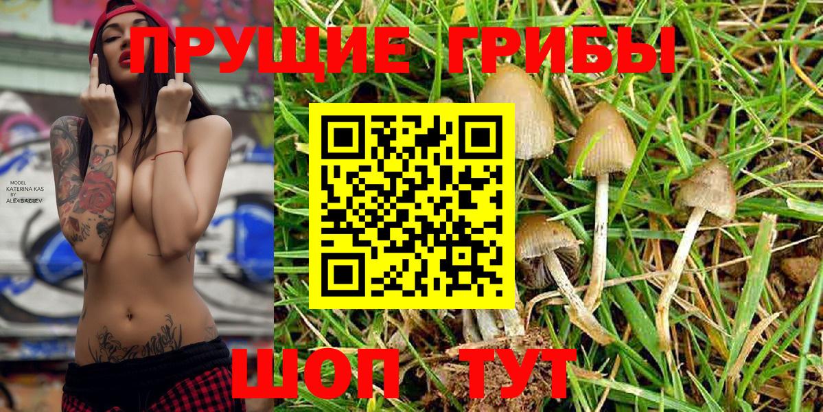 Галлюциногенные грибы Psilocybe  Вход с VPN  Псилоцибиновые грибы GOLDEN TEACHER  Родники 